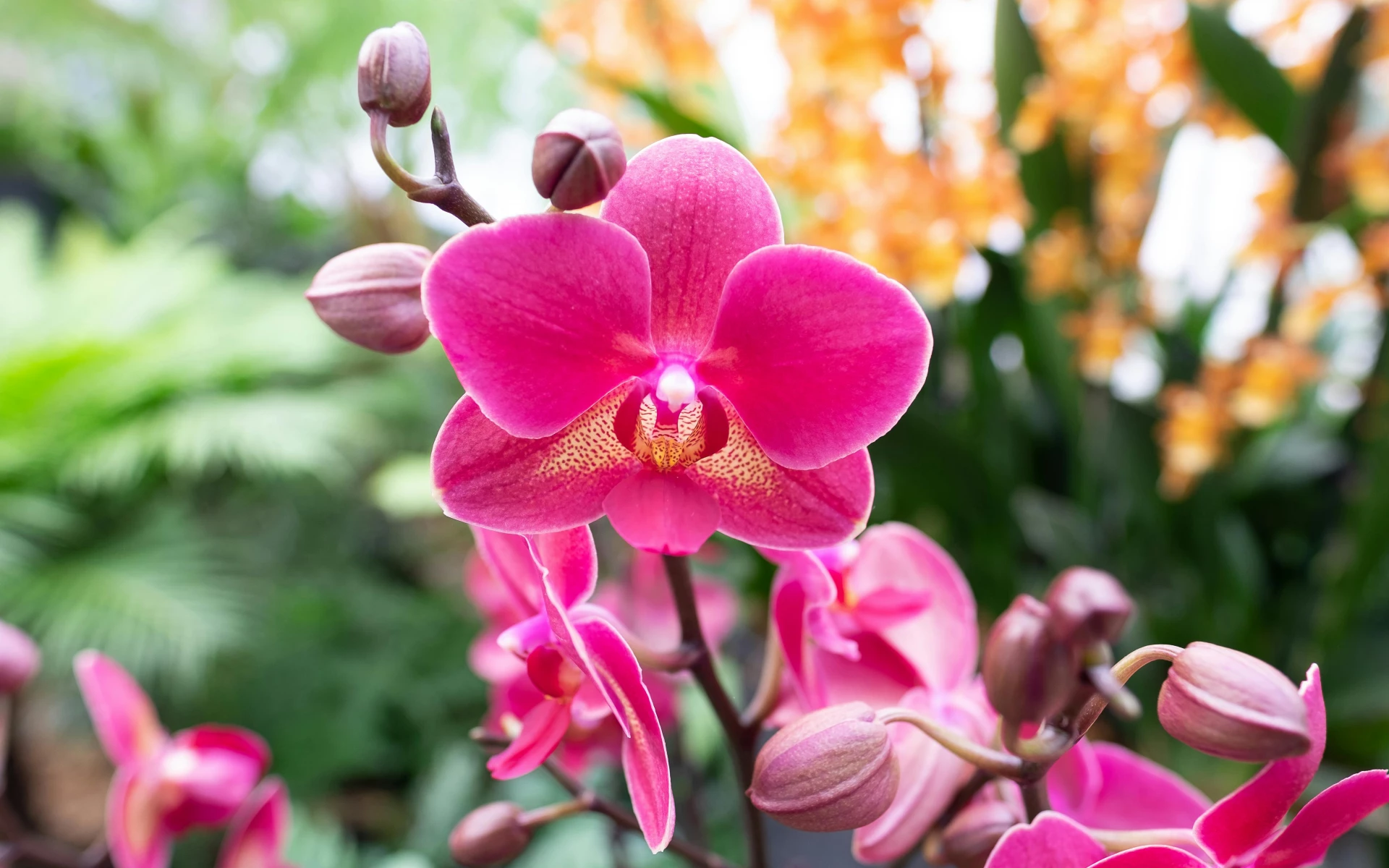 Hnijící kořeny orchidejí: Jak rostlině pomoci, aby zdravě rostla a kvetla