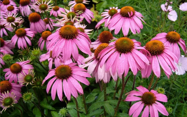 Echinacea