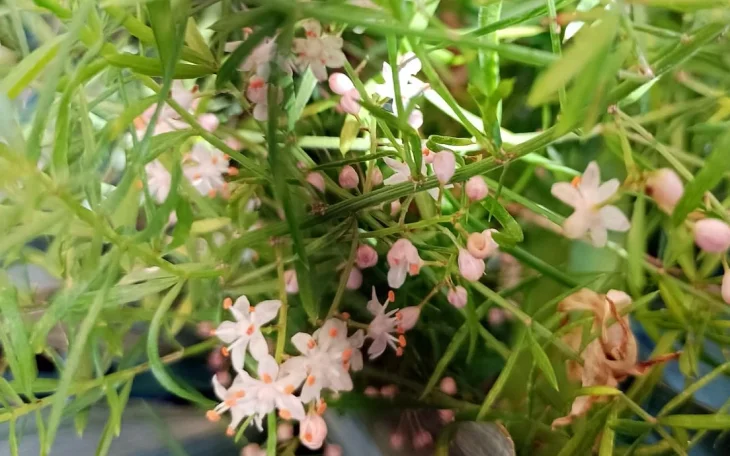 Kvetoucí asparágus s růžovými květy