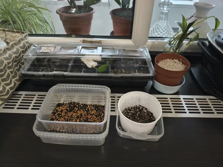 Minipařeniště s výsevem Minipařeniště se semeny paprik