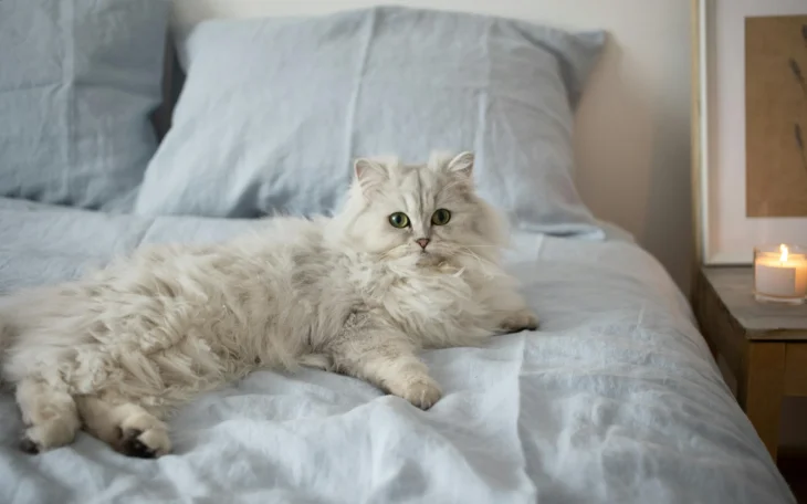 Kočka ležící na posteli