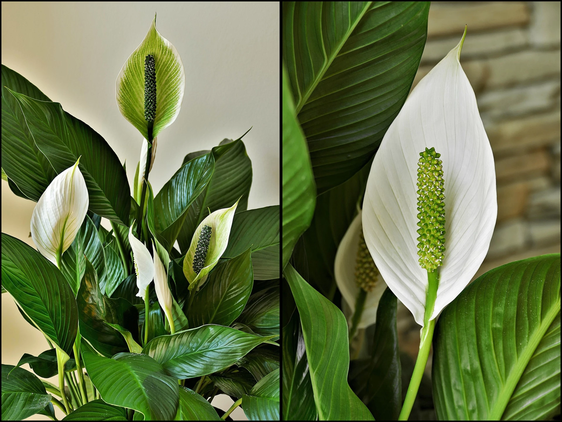 Pěstování lopatkovce: Důležité pěstební kroky, které vedou k bujnému květenství a zdravým listům