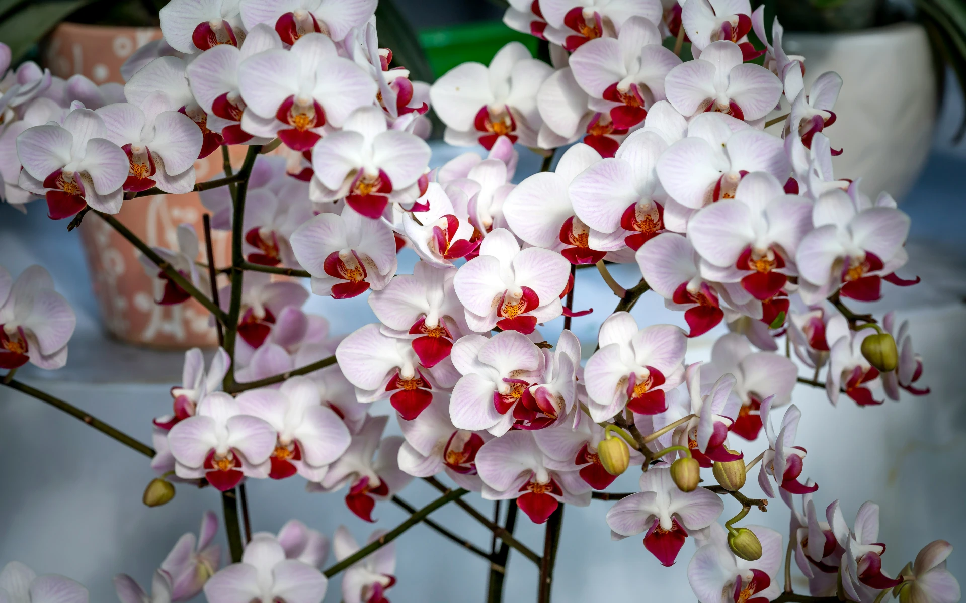 Nejlepší hnojivo na orchidej, které probudí k životu i hynoucí rostlinu