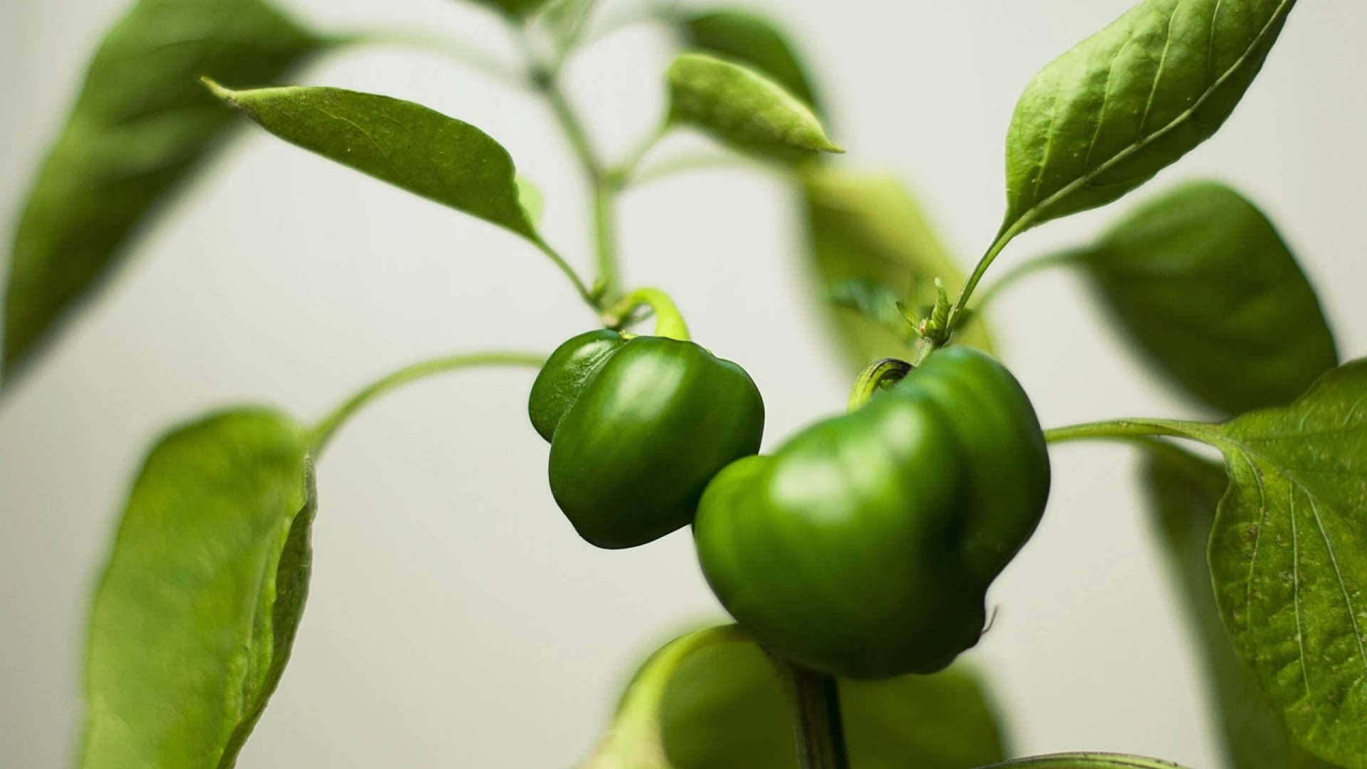 Kroucení listů u sazenic paprik: Připravte si postřik, který rostliny zachrání