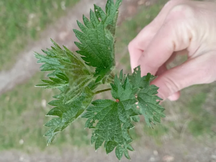 Kopřivy nejsou plevel, mají velmi bohaté využití