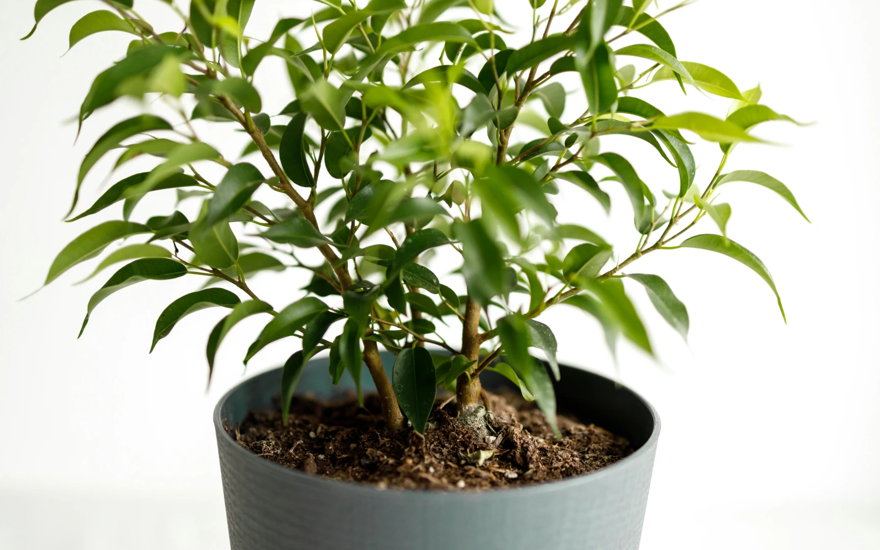 Fíkus drobnolistý v květináči
