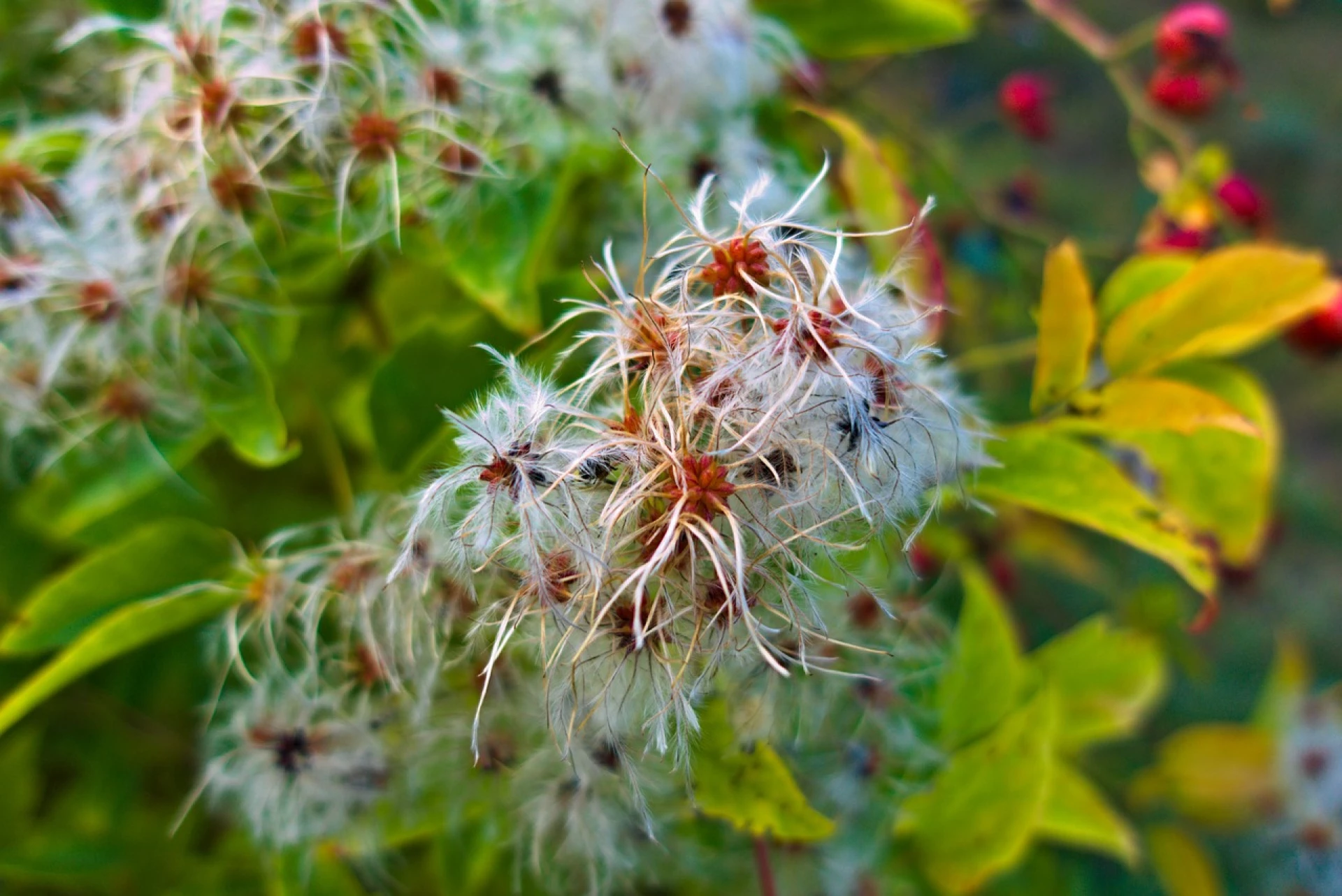 Plamének po odkvětu