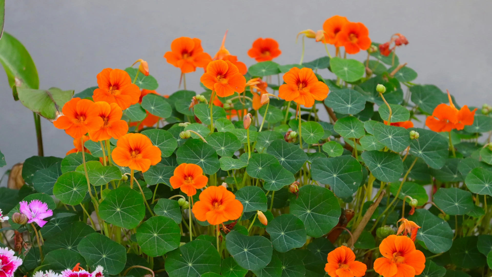 Jak a proč pěstovat lichořeřišnici? Bylinu, která má ochrannou funkci? Důvody vás jistě překvapí