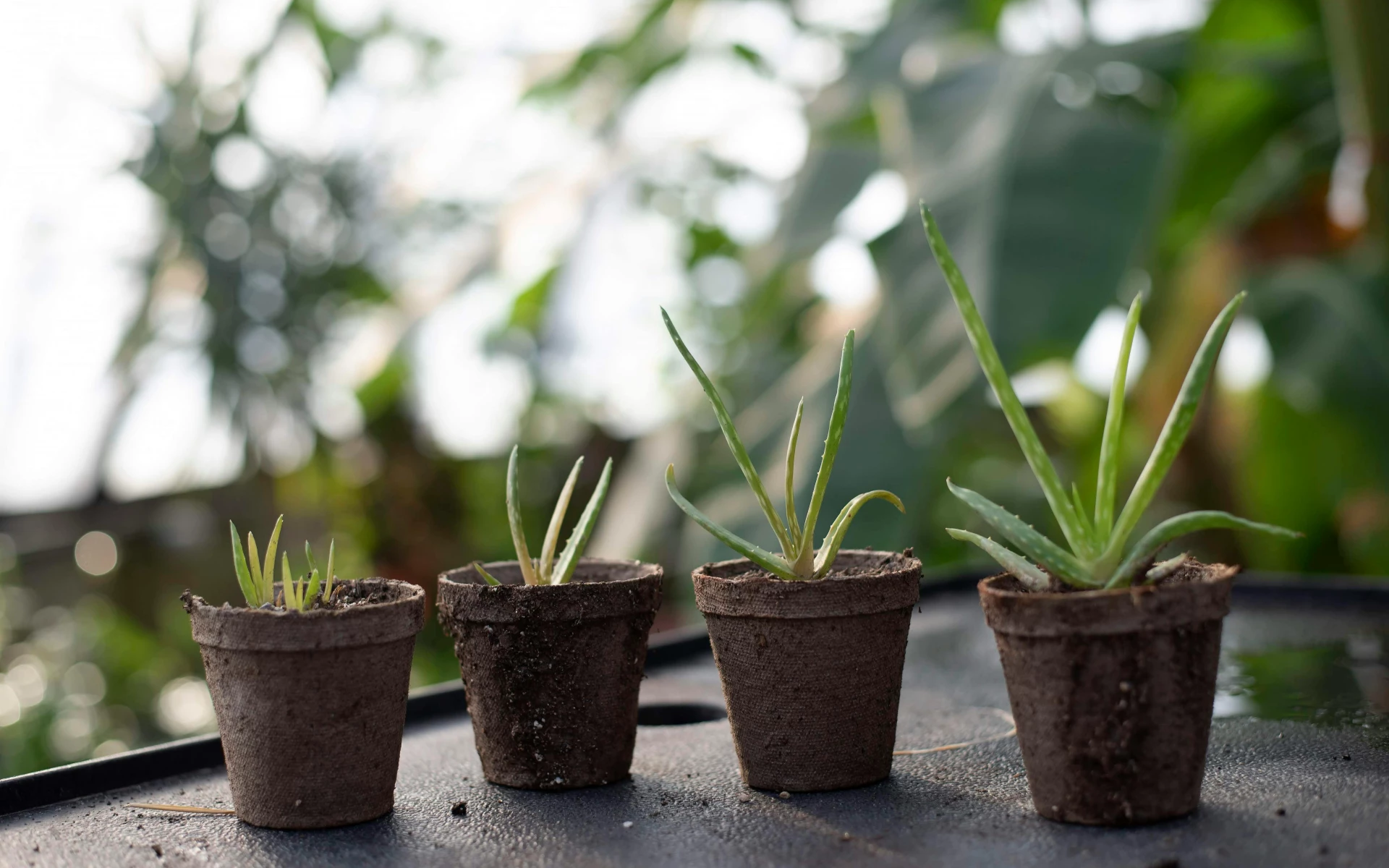 Aloe vera v květináči