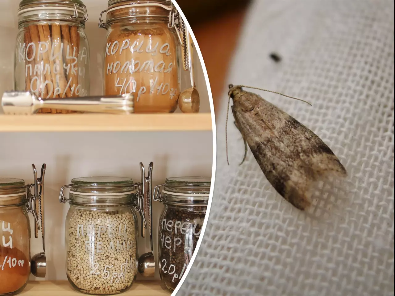 Jak se zbavit molů, když levandule nezabírá. Máme pro vás účinné řešení