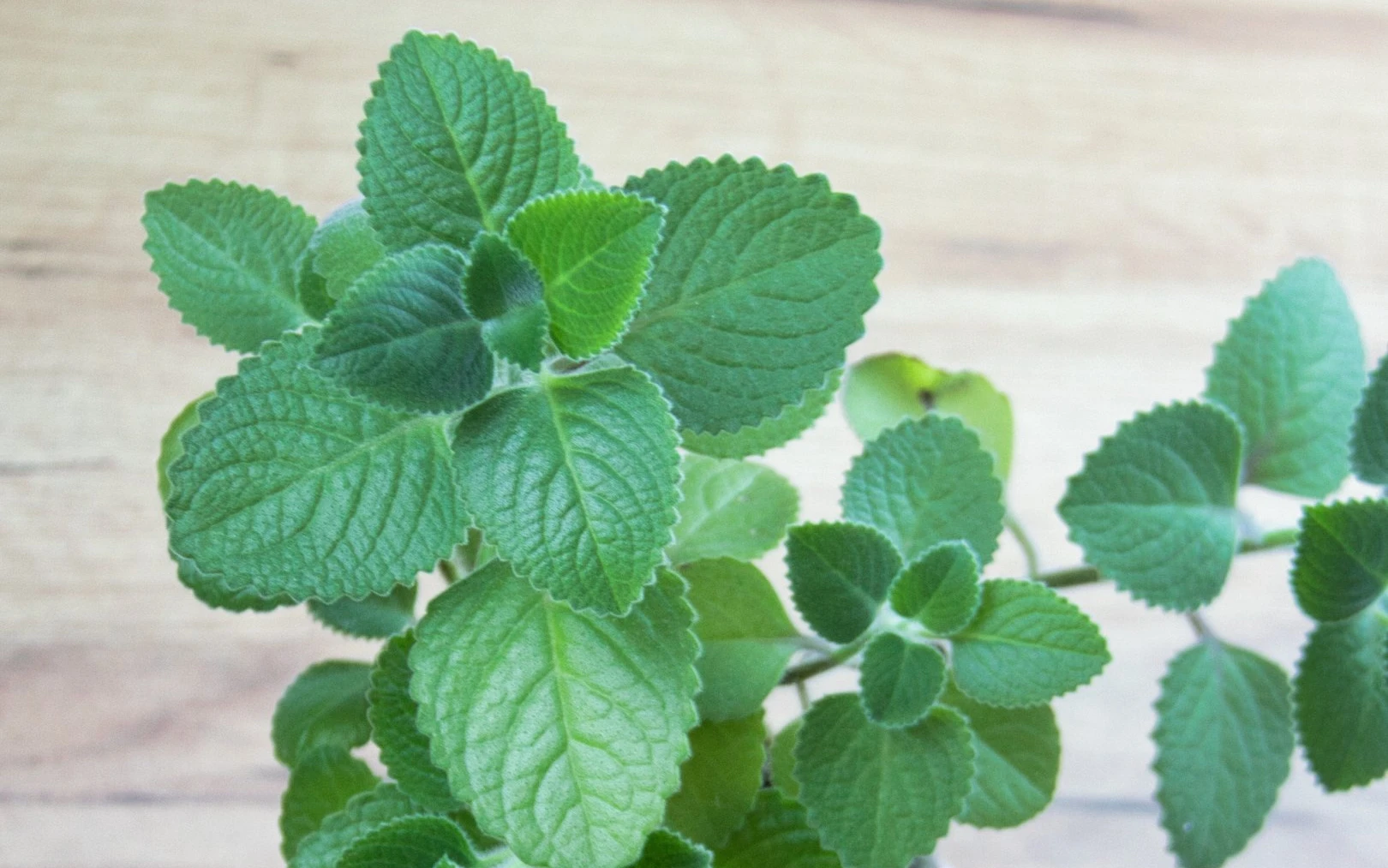 Hnojení rýmovníku: Prosincová péče a dodání správných živin zajistí více aromatické listy