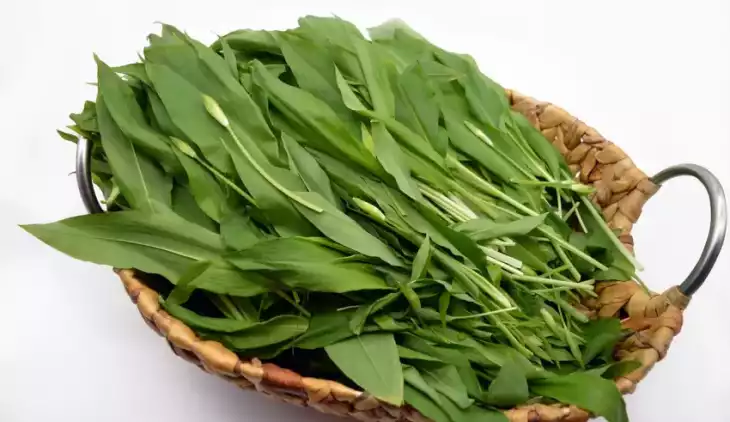 Medvědí česnek je plný vitamínů