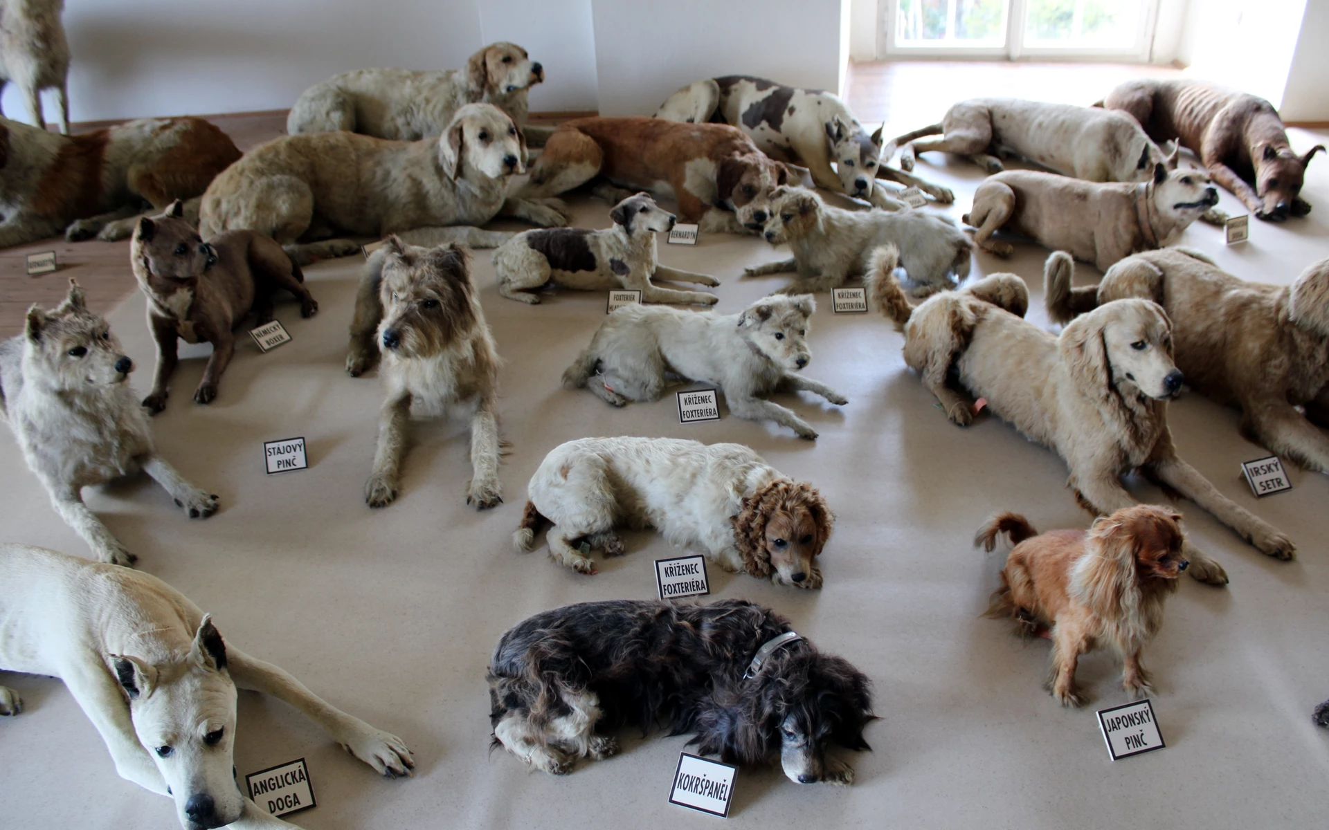 Psí kuchyně či největší sbírka vycpaných psů na světě: Na kterém českém hradě lze vše a mnohem více zahlédnout