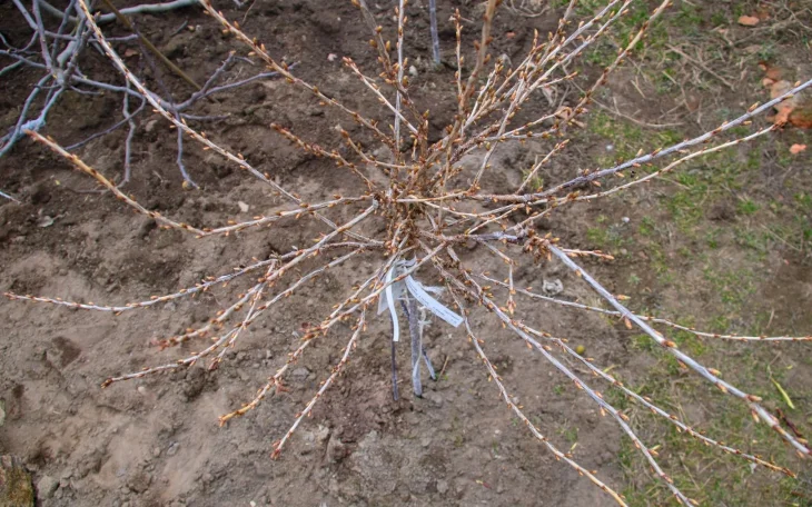 Keř rybízu připravený na jarní postřik