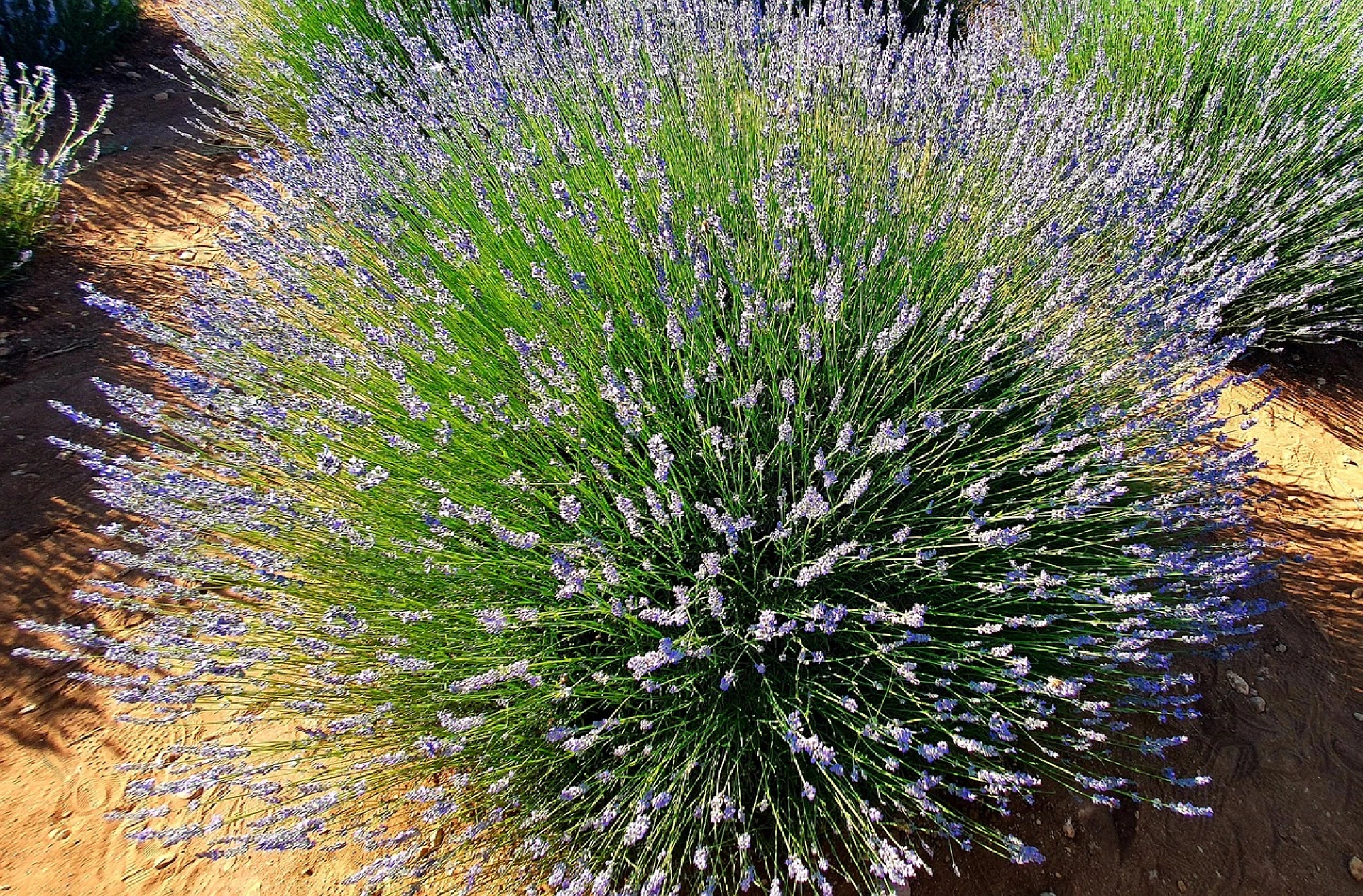 Jarní řez levandule je pro bohaté květenství, tvar i růst zásadní. Jak a kdy na něj, aby byl proveden správně