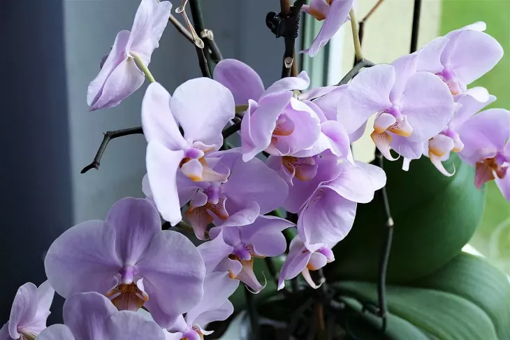 orchidej