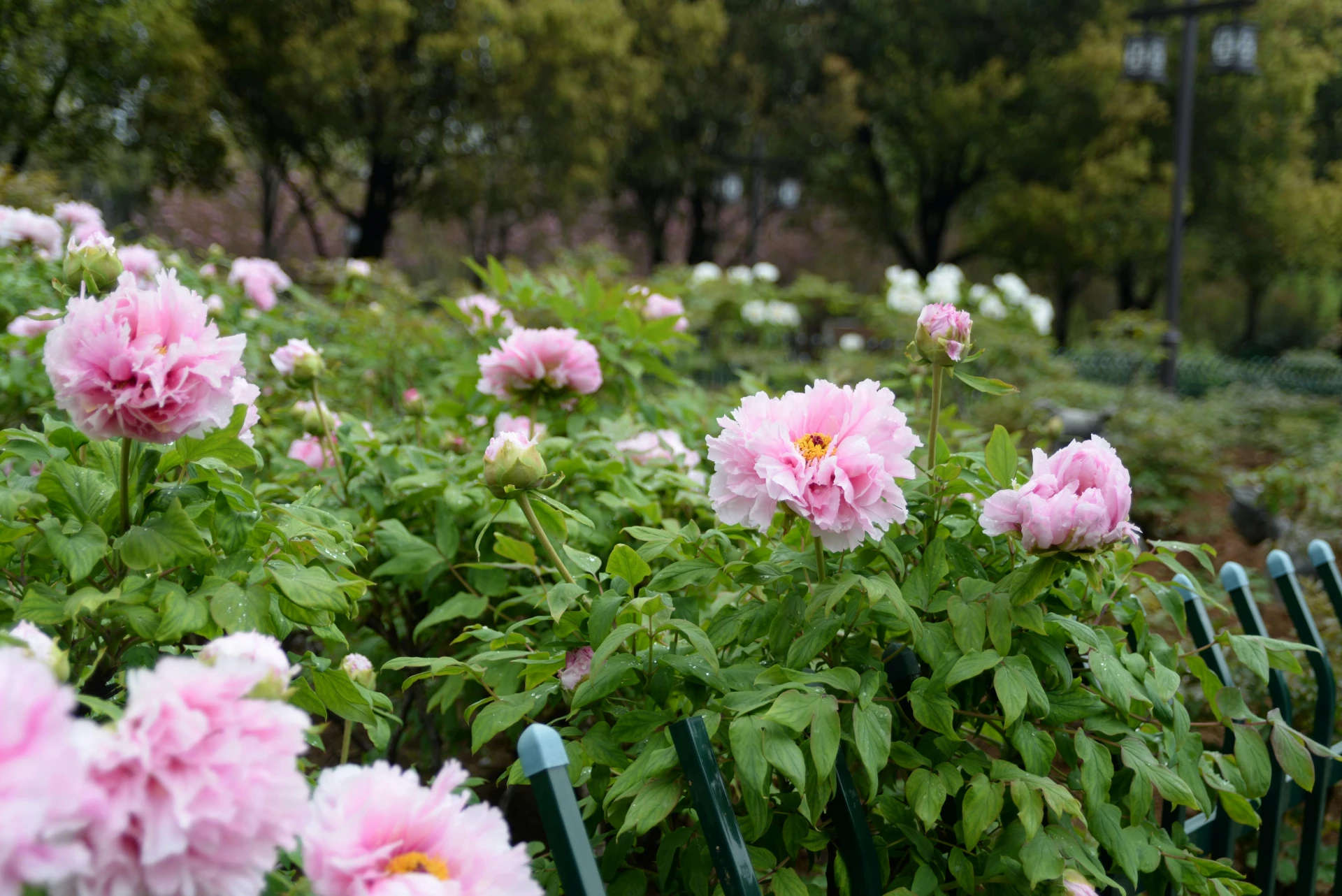 Jak pěstovat pivoňky, aby bujně kvetly? Vyhněte se chybám a následujte 5 pěstitelských rad