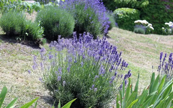 Levandule