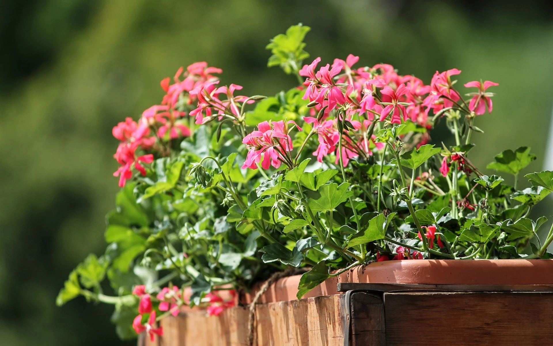 Hnojení muškátů je důležité pro bohaté květy i imunitu rostlin. Čím aktuálně hnojit?