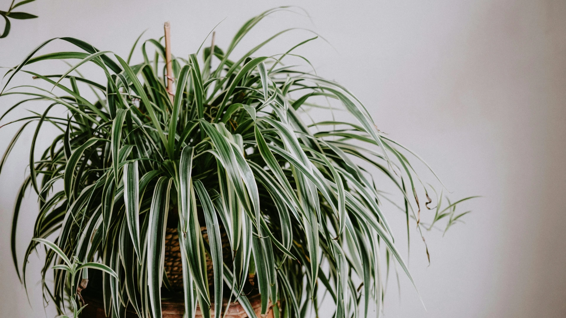 Jak množit a pěstovat zelenec a proč ho mít doma