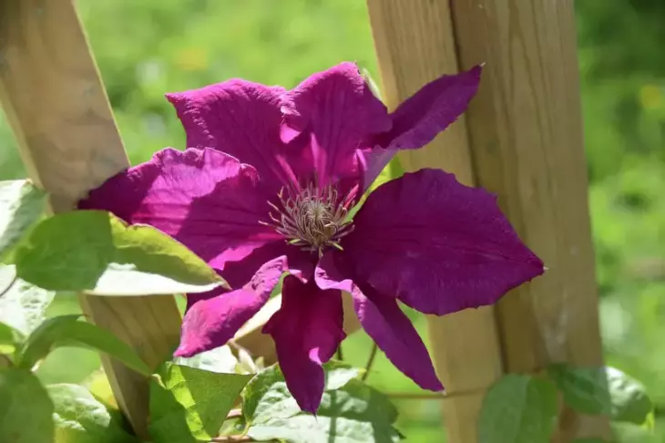 Clematis květ s listy