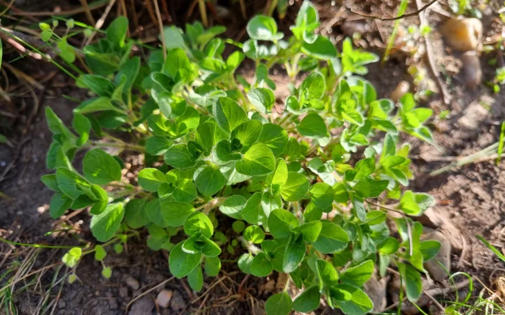 Oregano, zelené listy, záhon
