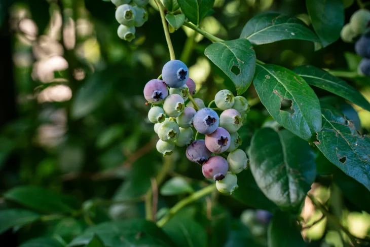 Plody borůvky na keři