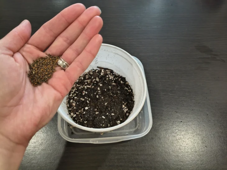 Jak pěstovat microgreens zeleninu v zimě