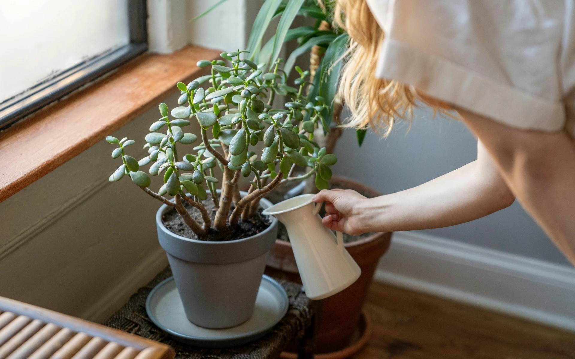Top 4 pokojové rostliny, které vám zlepší náladu a nevyžadují mnoho péče, už rostou i u vás?