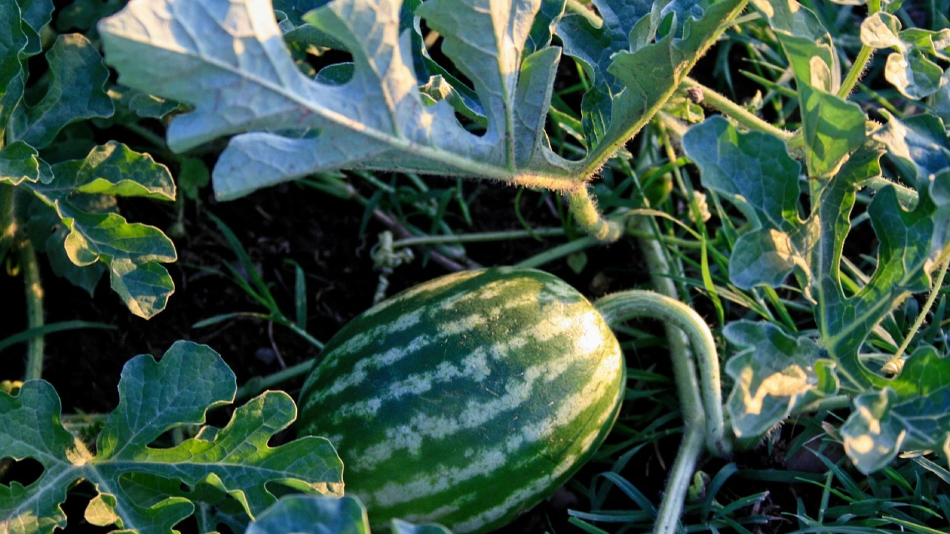 Výsev melounu a pěstování: Několik tipů, díky kterým bude sklizeň maximální