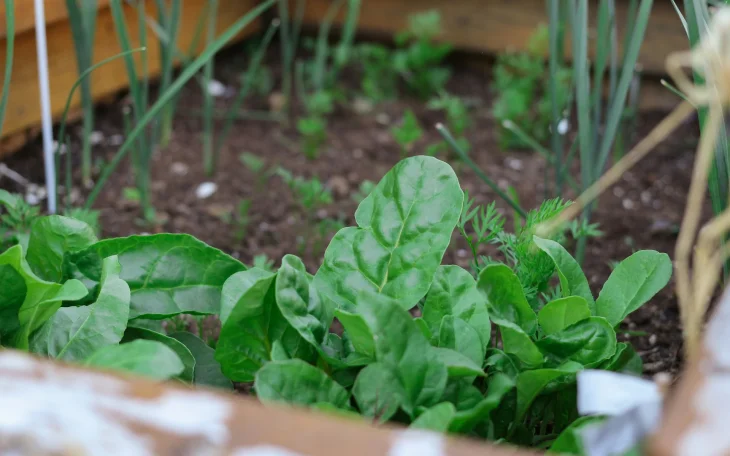Špenát na záhonu vedle cibule