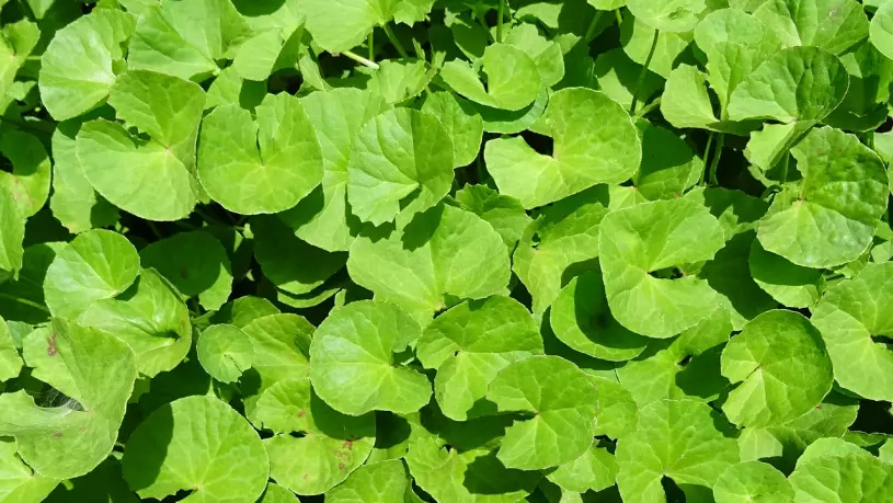 Gotu kola