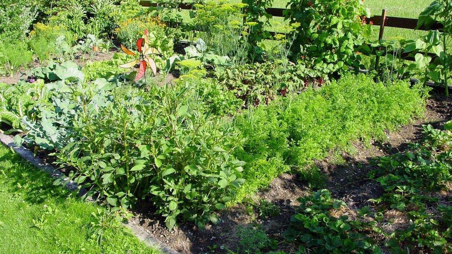 Výsev doprovodné rostliny, která ochrání zahradu před škůdci a lze z ní připravit účinný postřik na mšice