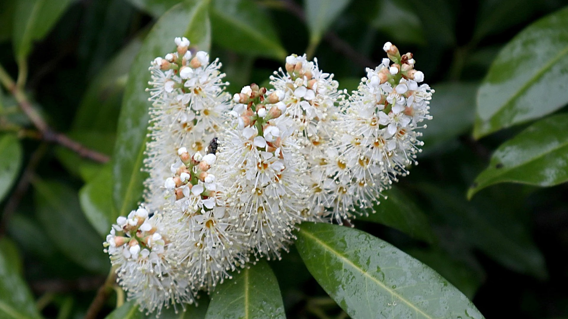 Jak stříhat bobkovišeň a jak ji hnojit: Pozor na některé chyby, aby byl keř kompaktní a krásný