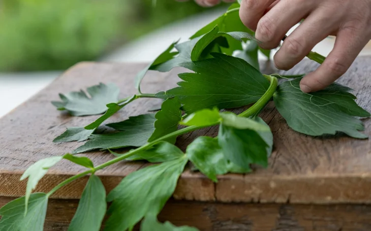 Listy libečku k sušení