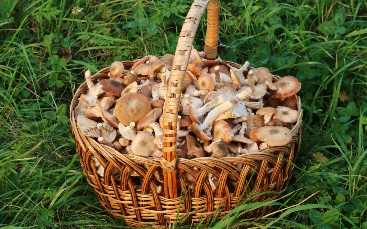 Koš plný hub