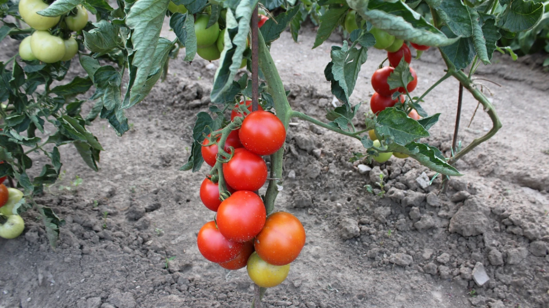 Rajčata odolná plísni a chorobám: Vysévejte druhy, které jsou nejvíce rezistentní