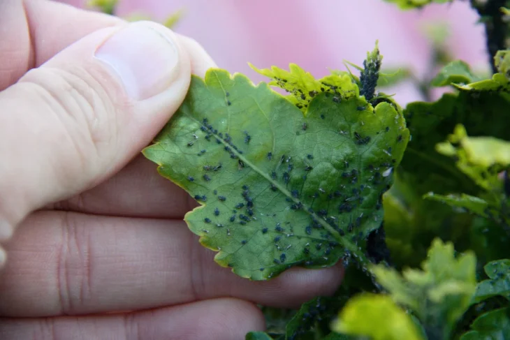Popel využijeme jako postřik na mšice