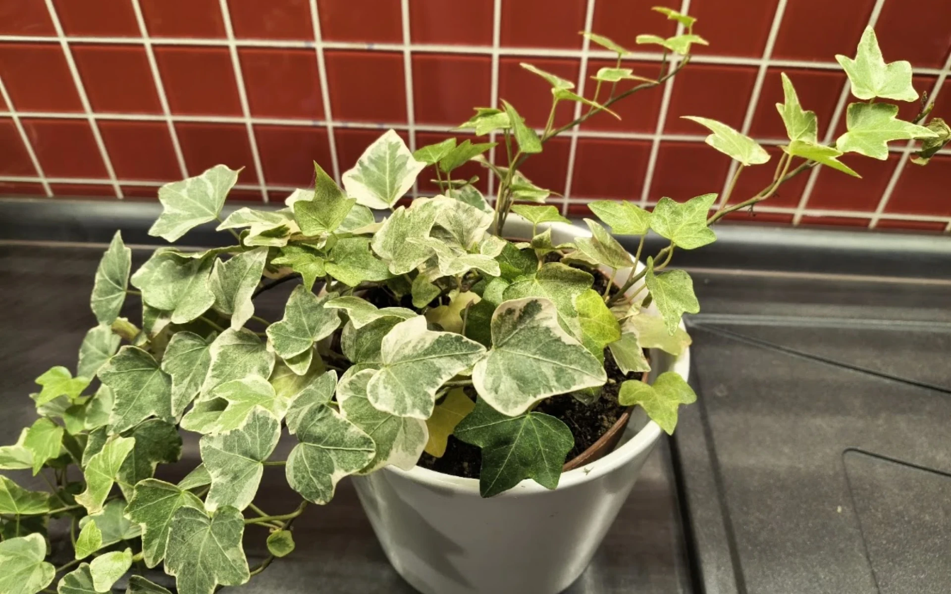 Svilušky na pokojové rostlině mohou být zkázou