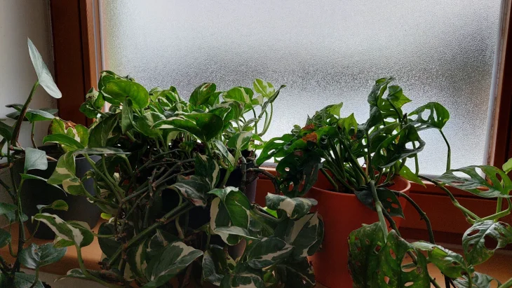 Rosení oken a jak s ním zatočit