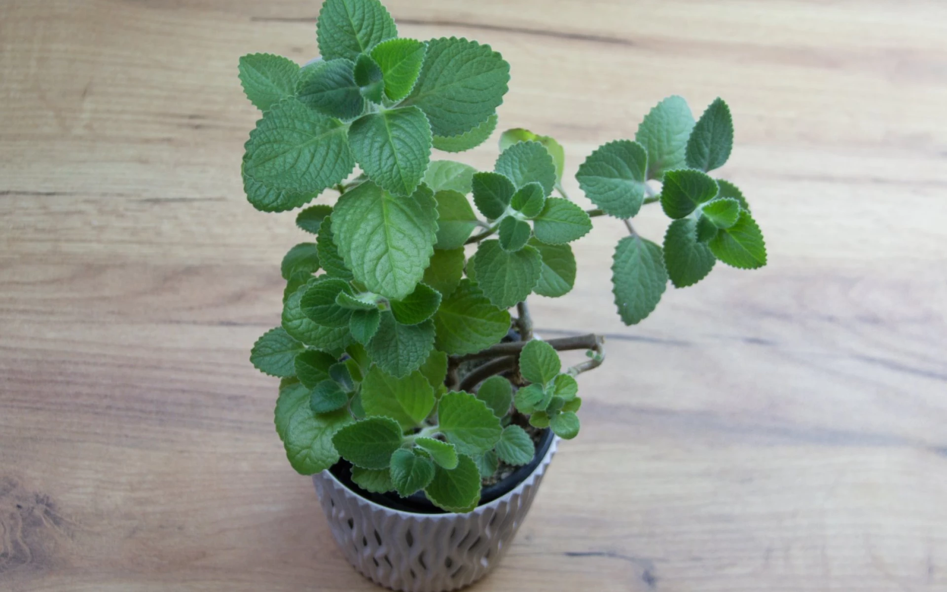 Čas hnojení rýmovníku je tu: Jaké hnojivo mu dopřát, aby měl svěží listy plné živin