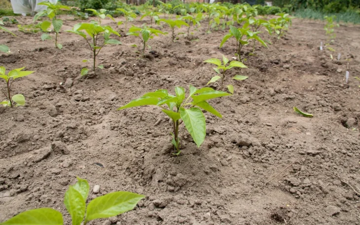 sazenice paprik na zahonu
