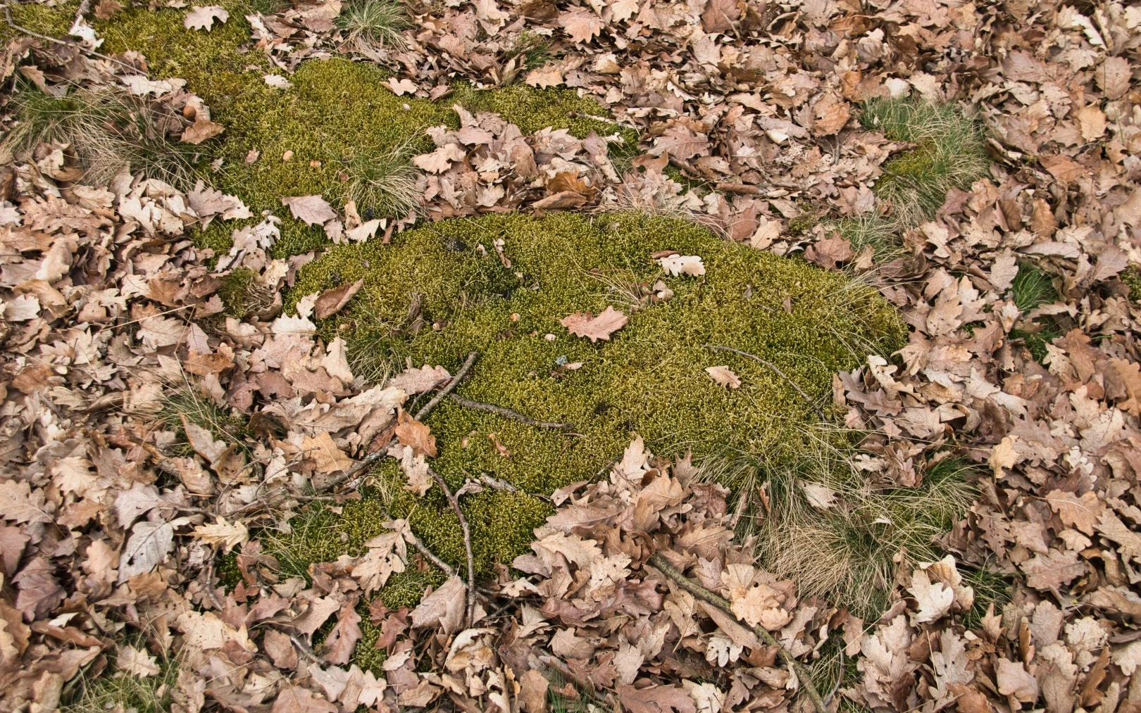 Mech v prosinci: proč právě teď začíná největší problém trávníku a co s ním