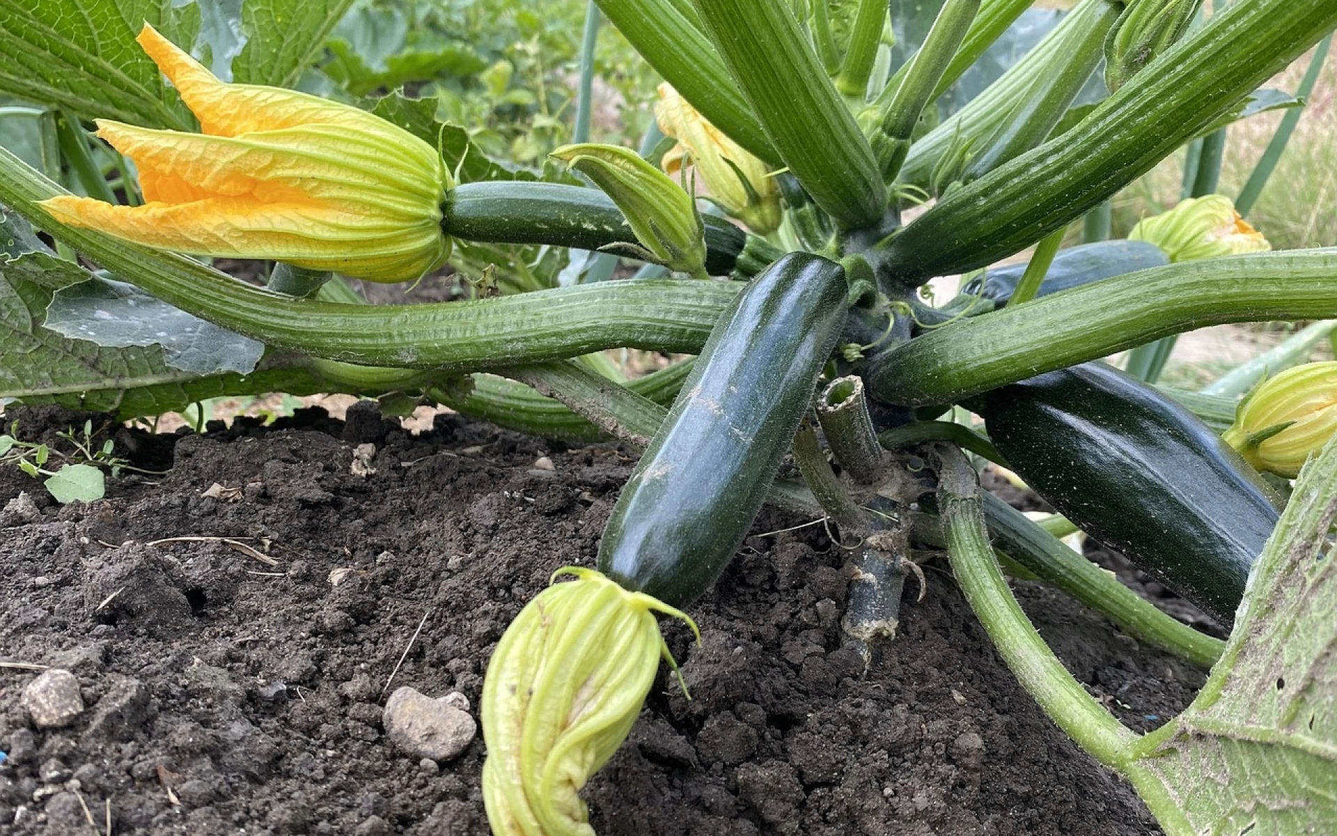 Předpěstování a pěstování cuket: Vyhněte se nejčastějším chybám a těšte se z bohaté úrody