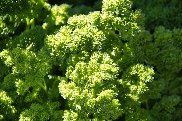 Kadeřavá petržel Kadeřavá petržel na záhonu