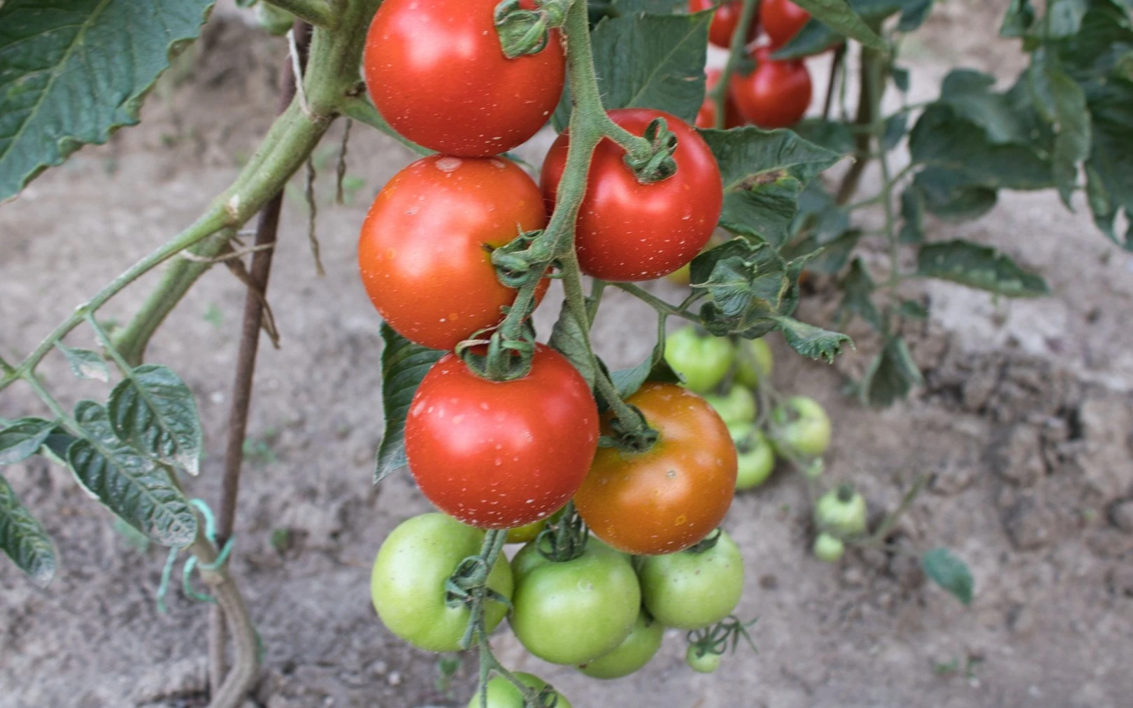 Jak skladovat rajčata, aby vydržela čerstvá až do Vánoc. Vyzkoušejte způsob, který funguje