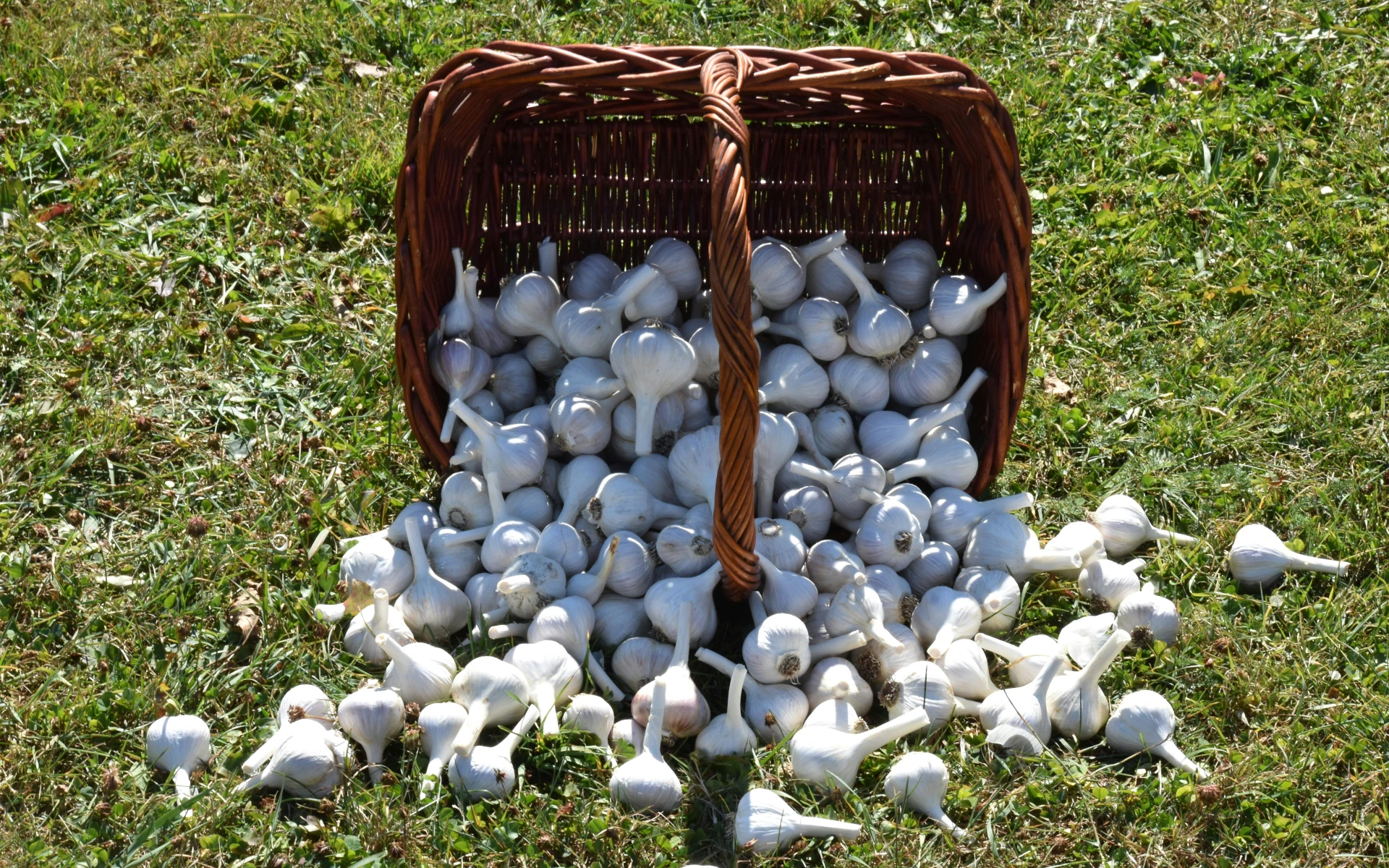 Jak a kdy zasadit česnek: Osvědčený postup krok za krokem