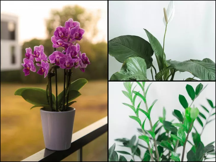 Pokojové rostliny