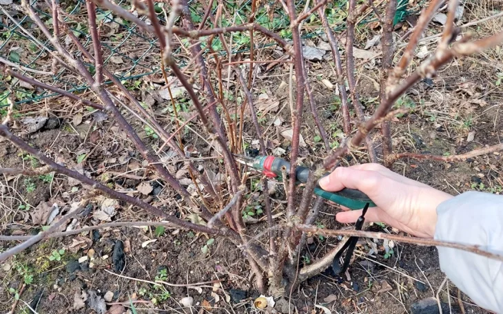 Řez rybízového keře na jaře