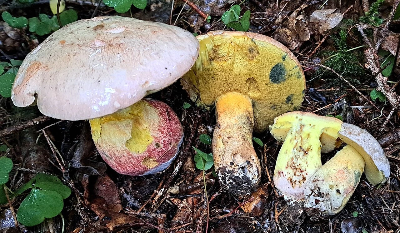 Hřib Fechtnerův Hřib Fechtnerův